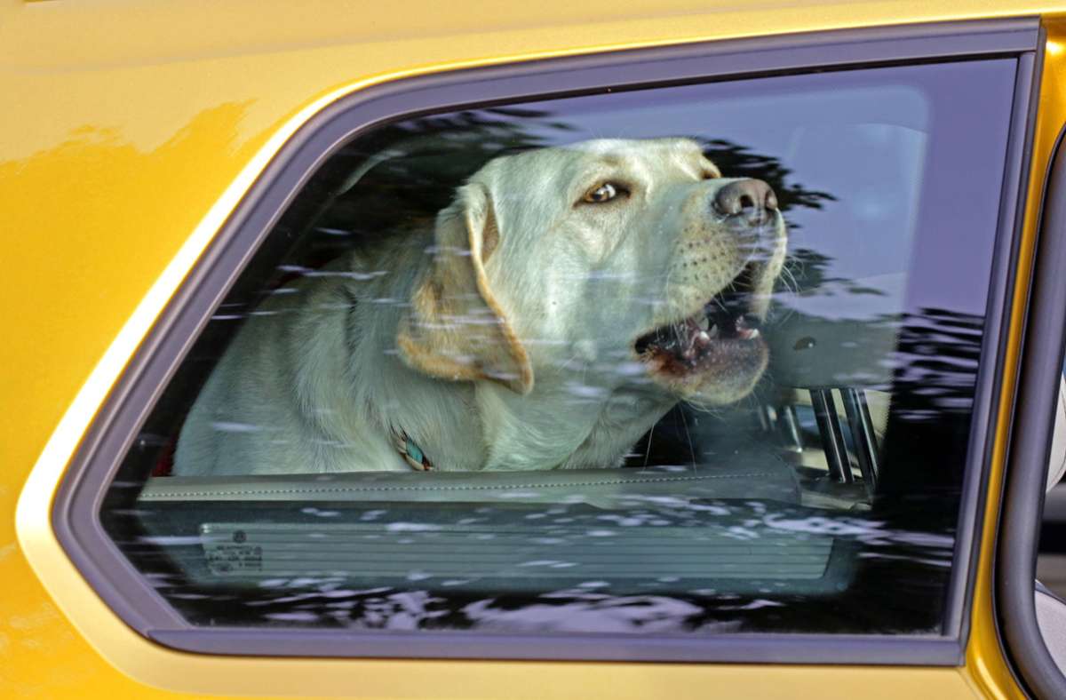 Vorfall in Thüringen: Bei brütender Hitze: Zwei Hunde verenden im Auto