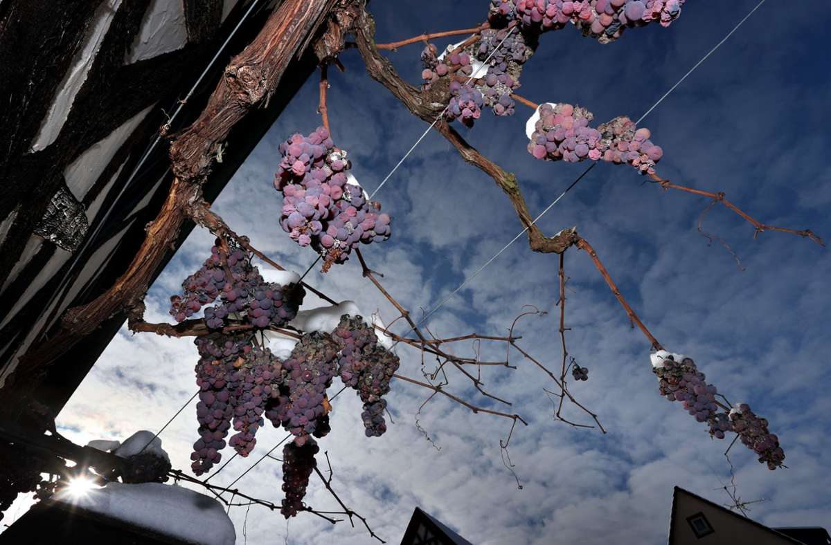 Im bayrischen Sommerhausen hängen schneebedeckte Trauben in der Sonne.