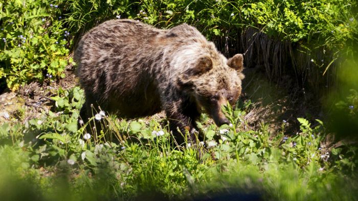 Bären im Trentino geht es an den Pelz