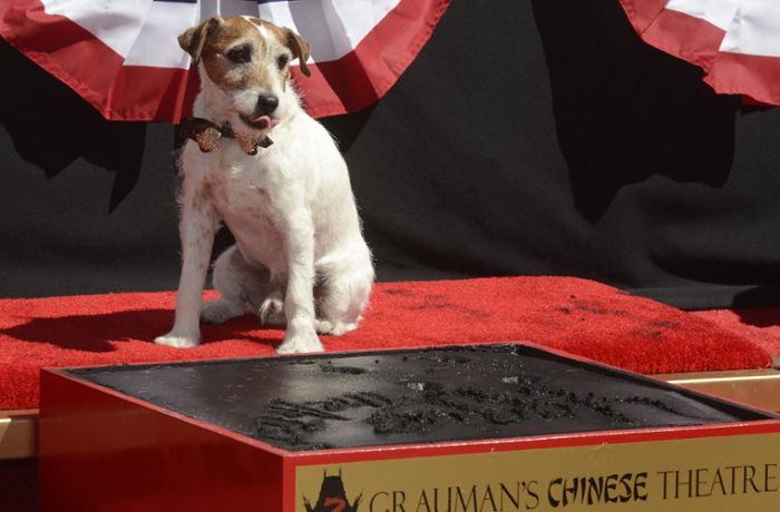 Filmhund Uggie erhält „Palm Dog Award“: Jack Russell Terrier gewinnt Filmpreis in Cannes
