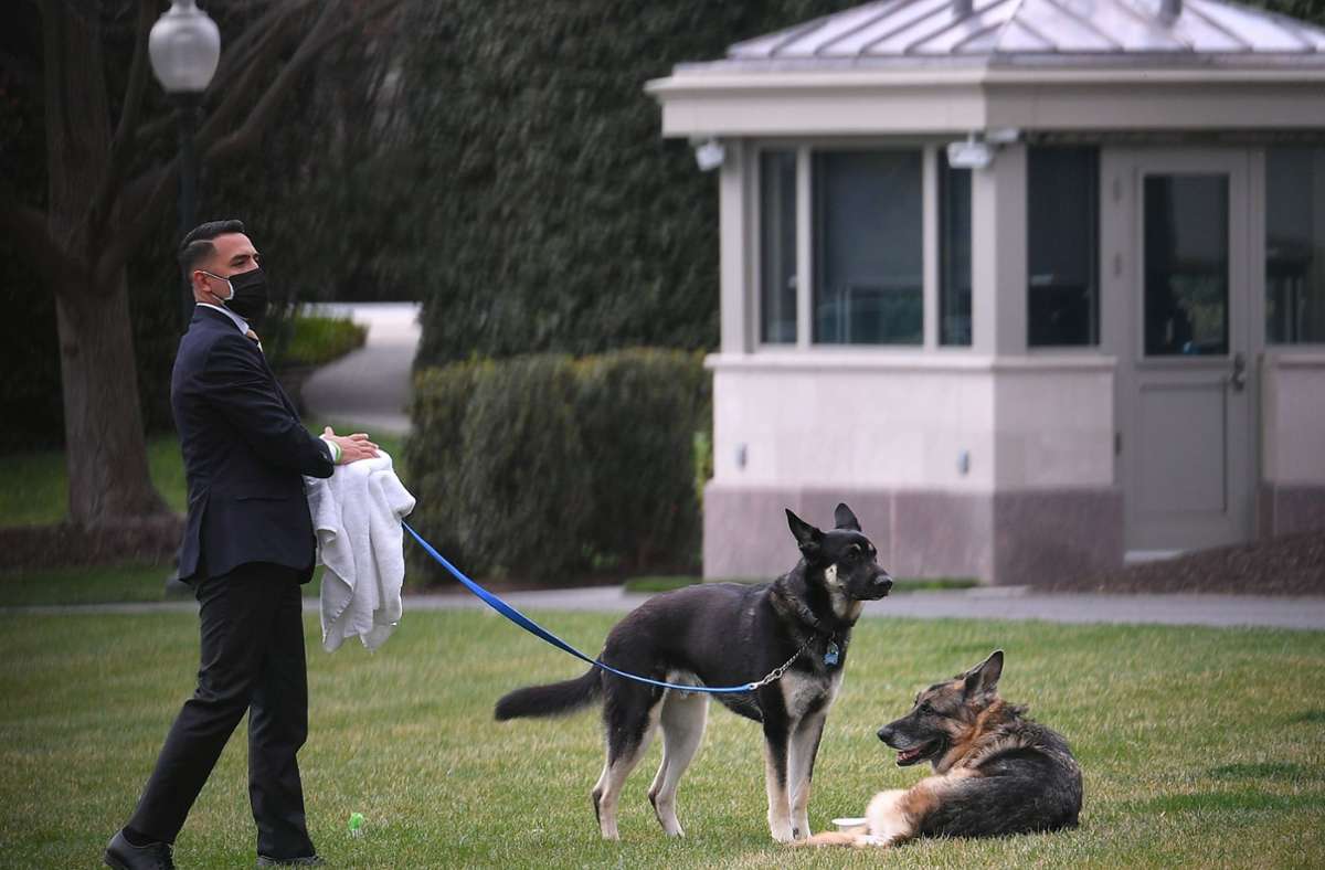 Die Schäferhunde Major (links) und Champ von Präsident Biden und seiner Frau Jill werden von einem Mitarbeiter auf dem Südrasen vor dem Weißen Haus ausgeführt.