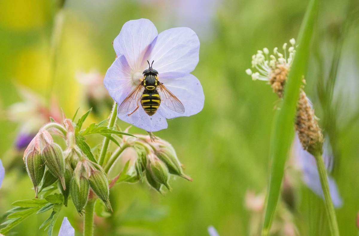 Gesetz zum Insektenschutz: Ein fauler Kompromiss