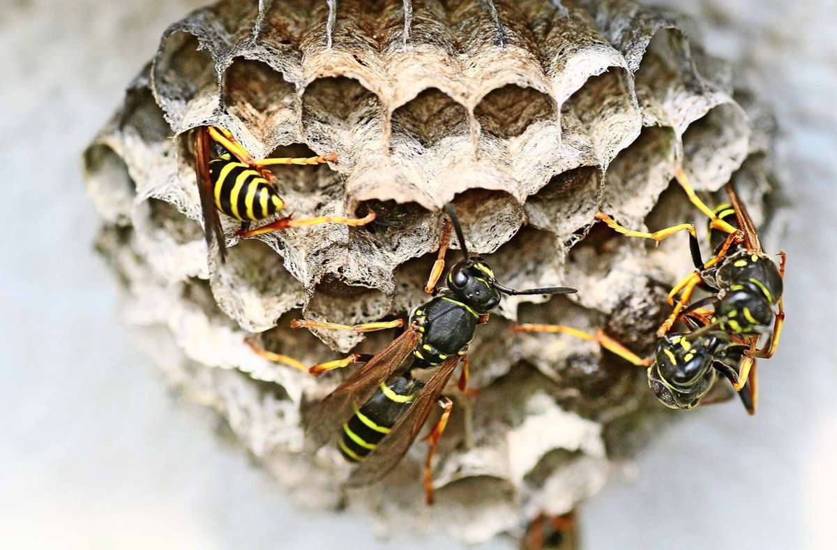 Jetzt beginnen die Wespenköniginnen, geeignete Plätze für den Bau ihrer Nester zu suchen. Foto: Marion Neuhauß - Fotolia