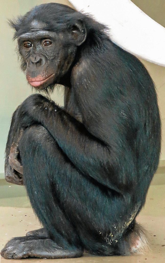 Bonobo-Weibchen Fimi ist aus dem Zoo Leipzig in Stuttgart angekommen.