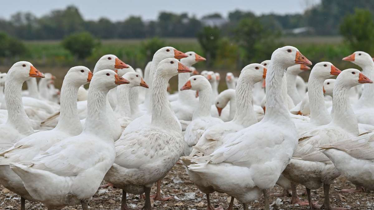 Geflügelpest: Vogelgrippe-Schutzzone auf Ostalbkreis erweitert