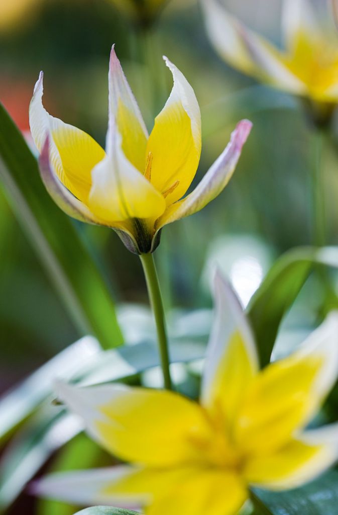 Stammt aus dem Tian Shan in Zentralasien: „Tulipa tarda“. Die kurzstielige Tulpe blüht meist bodennah und duftet honigsüß.