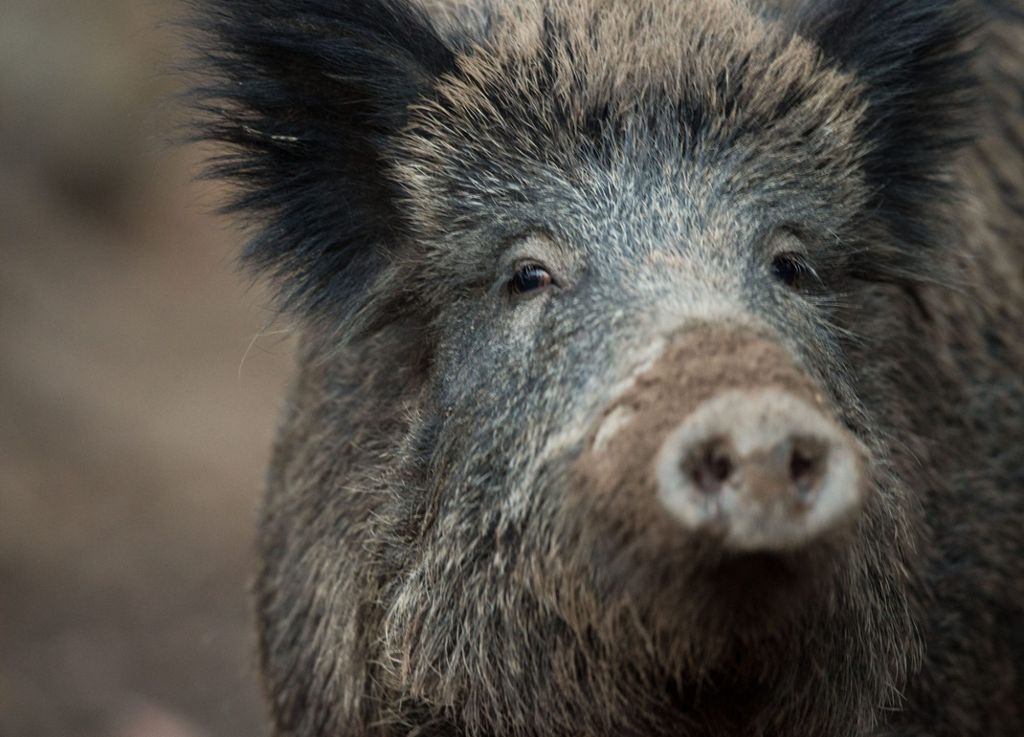 Tier wurde anschließend erlegt: Wildschwein verirrt sich in Krankenhaus
