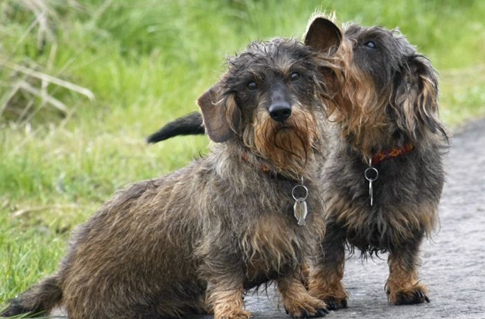 Tiere mit Mikrochip gekennzeichnet: Hamburg schafft die Hundemarke ab