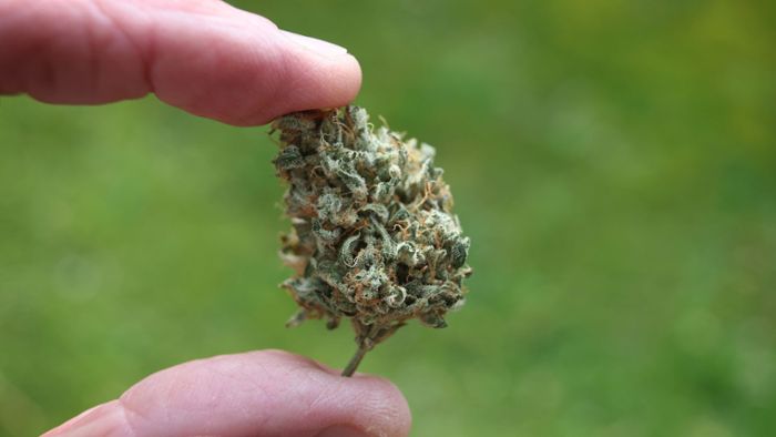 Bundesrat macht Weg für Cannabis-Legalisierung frei