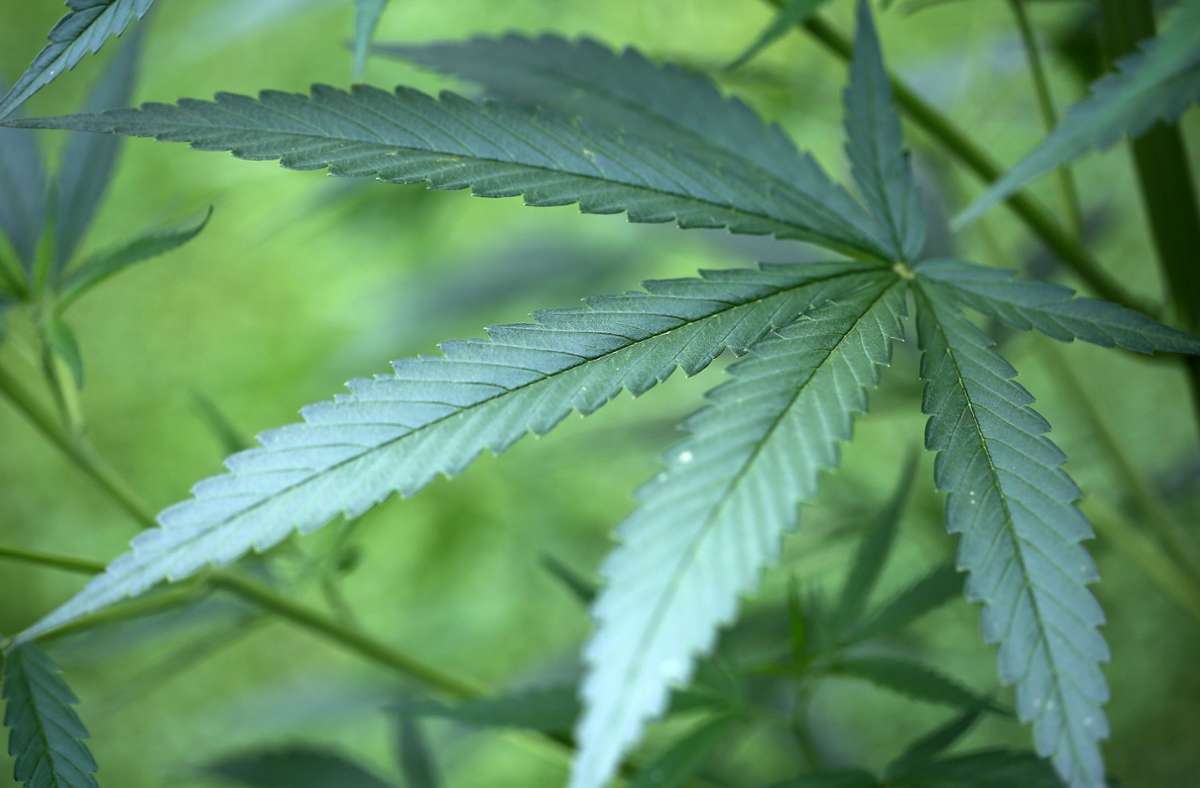 Ampel-Sondierung: Debatte über Legalisierung von Cannabis nimmt Fahrt auf