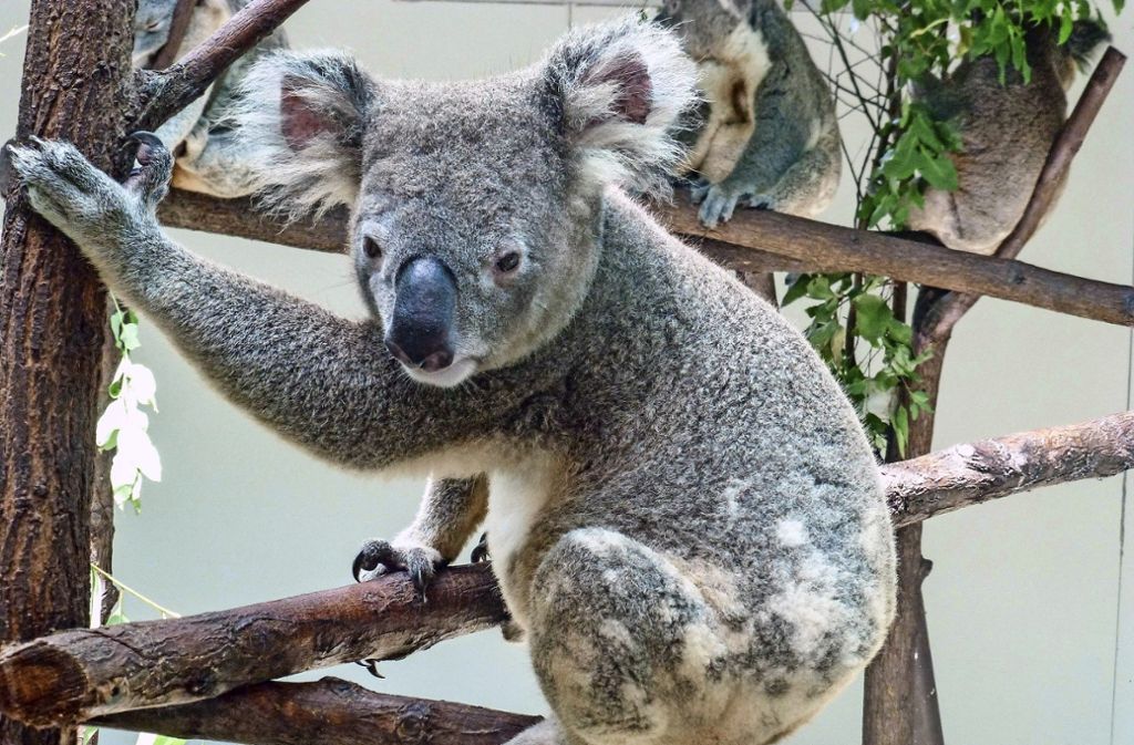Australische Beuteltiere beziehen umgebautes Menschenaffenhaus: Wilhelma will Koalas züchten