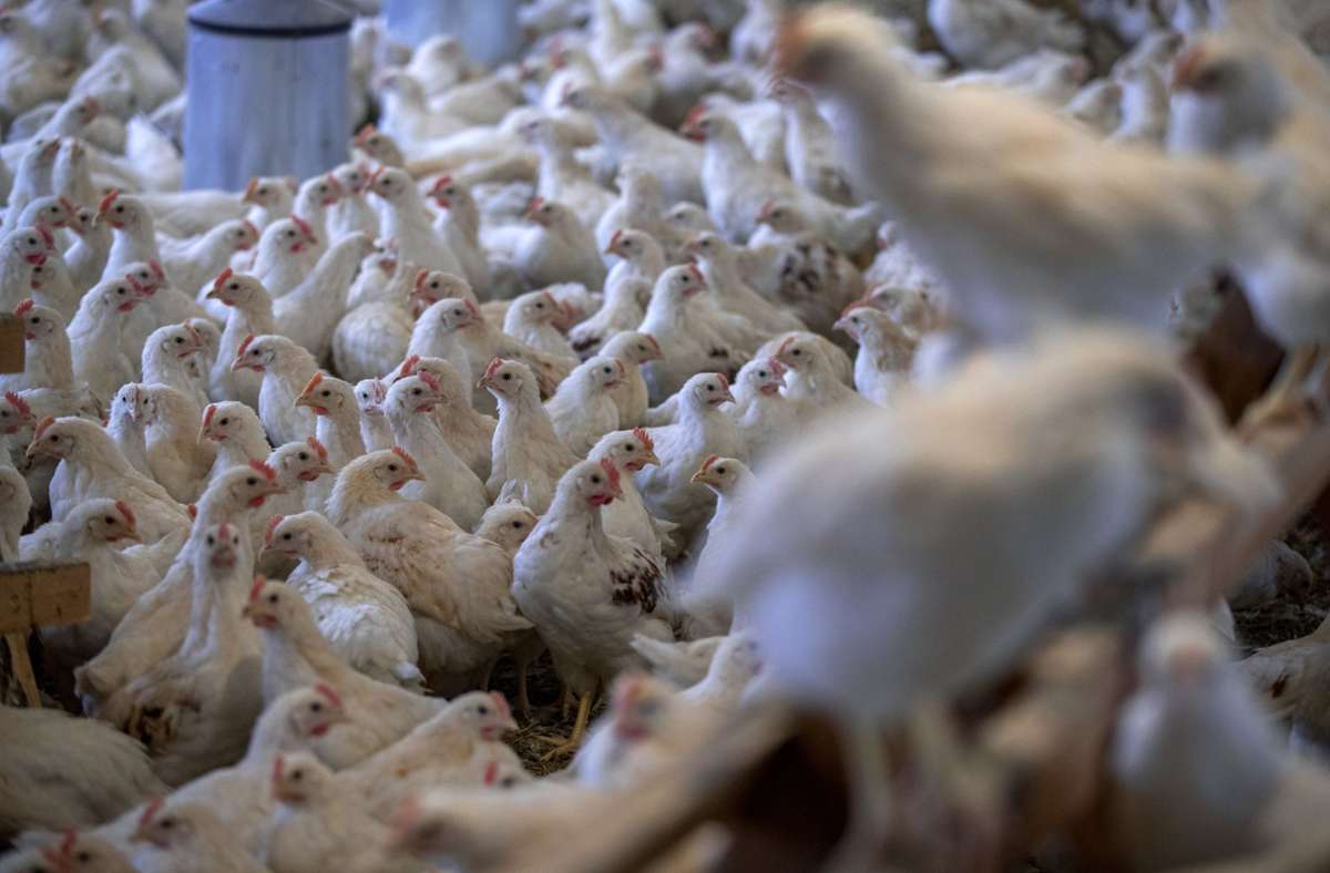 Vogelgrippe in Deutschland: Geflügelhalter mit  70.000 Tieren bereitet Tötung vor
