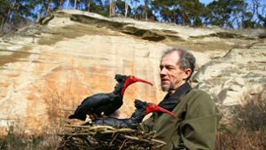 Elf Waldrappe leben bei Überlingen: Die „schrägen Vögel“ vom Bodensee sind wieder da