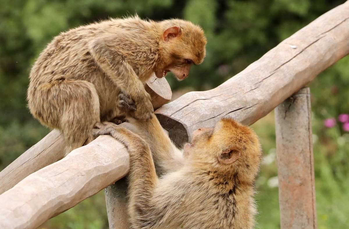 Löffingen in Südbaden: Zehn Affen brechen aus Tierpark aus