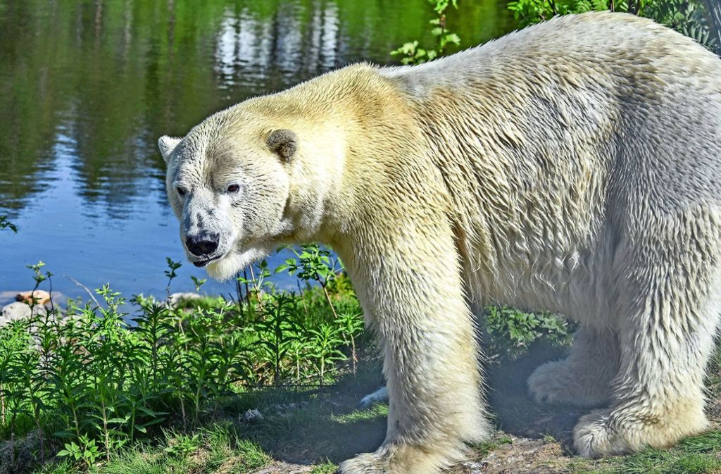 Bad Cannstatt Tierbaby löste vor zehn Jahren Besucheransturm in der Wilhelma aus – Neue Partnerin in Schweden: Neue Partnerin für Eisbär Wilbär