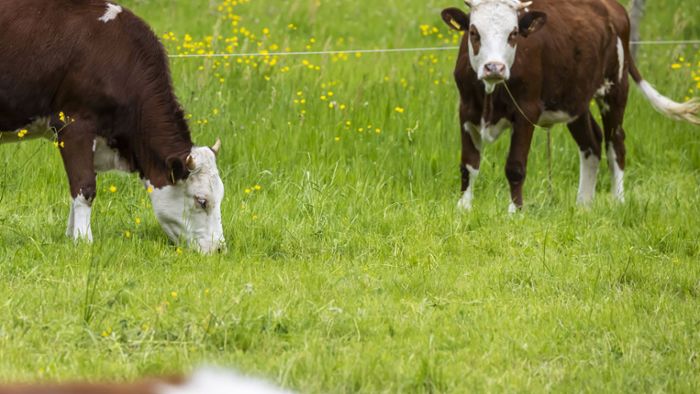 Kuh flüchtet und schleudert Landwirt durch die Luft