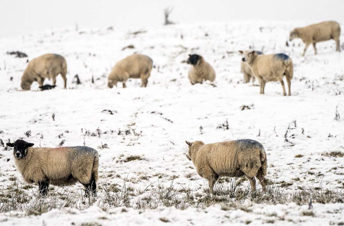 Bauernregel: Wann ist die Schafskälte 2023? (Antwort)