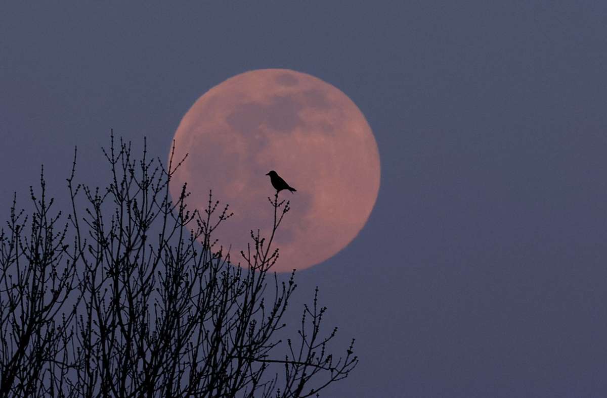 Mond-Spektakel am Himmel: Der „Pink Moon“ läutet Ostern ein