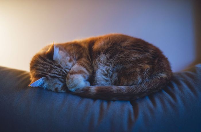 Schutz der Haubenlerche in Walldorf: Behörde stellt Katzen unter Hausarrest – saftige Strafen möglich