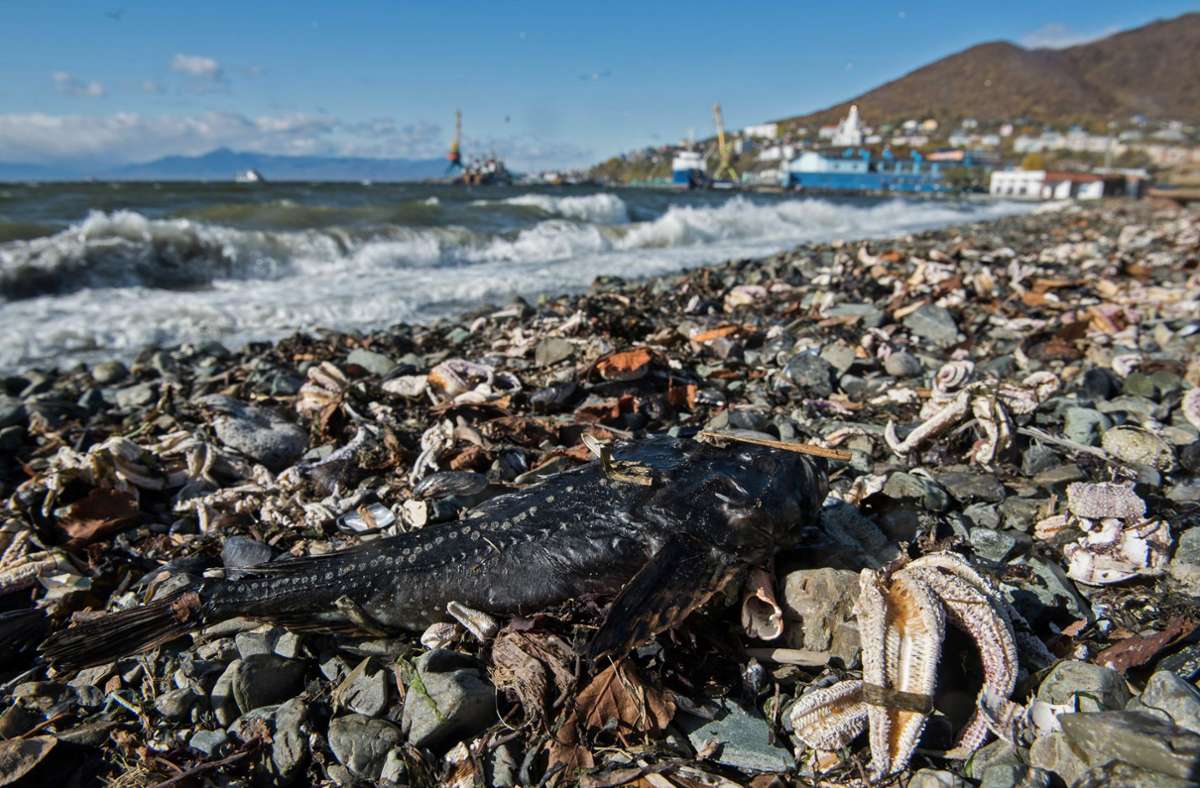 Russland: Algen offenbar Grund für Massensterben von Meerestieren