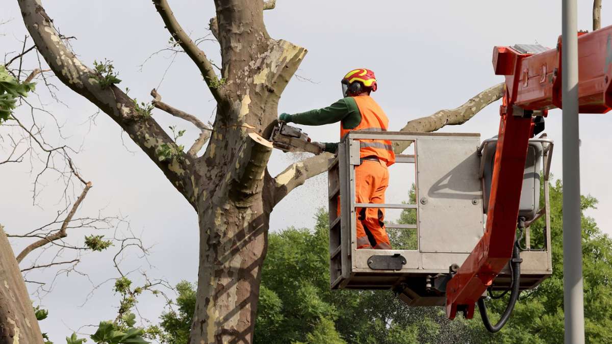 Ostalbkreis: 44-Jähriger wird bei Baumfällarbeiten schwer verletzt