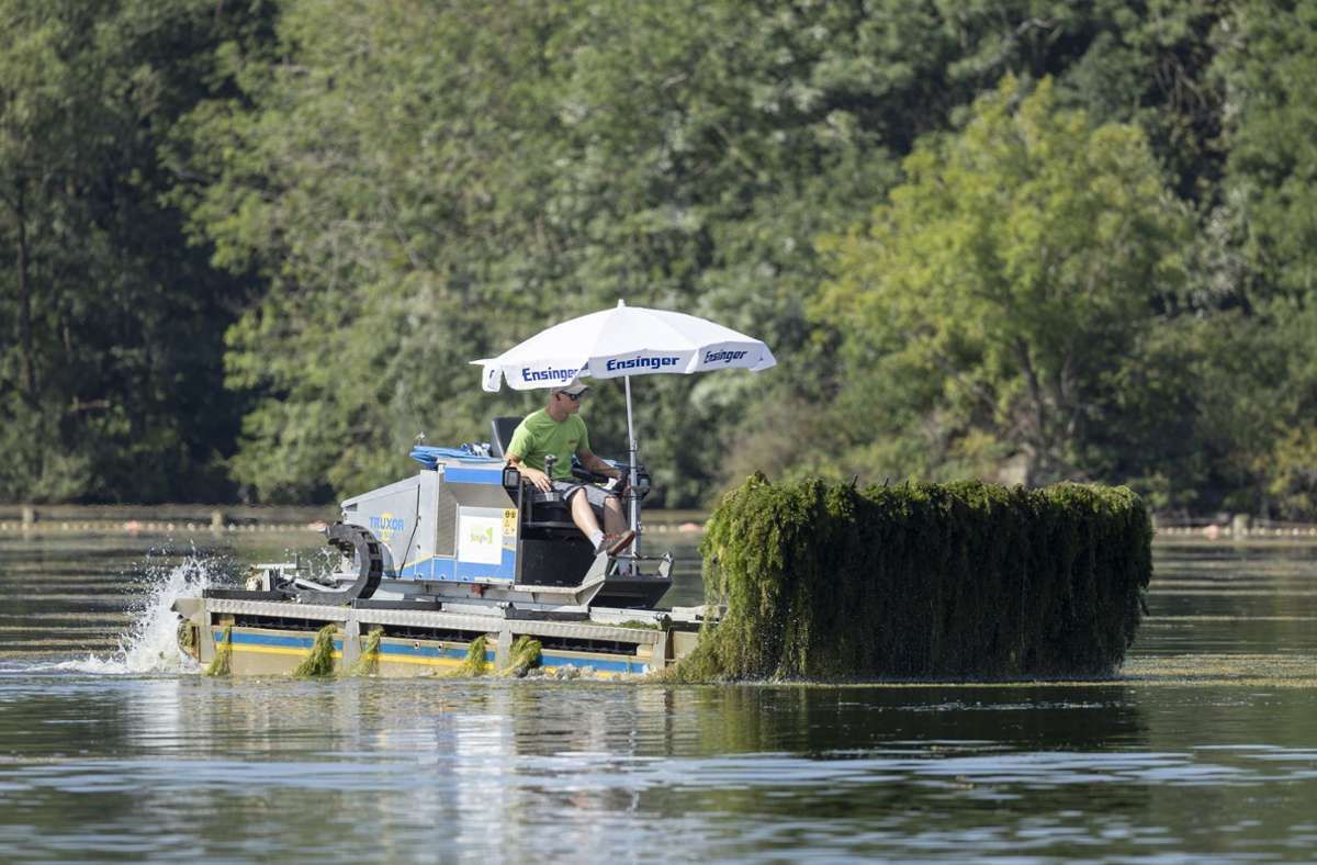 Nach Beschwerden des Bootsverleihs: Wasserpflanzen im Max-Eyth-See werden gemäht
