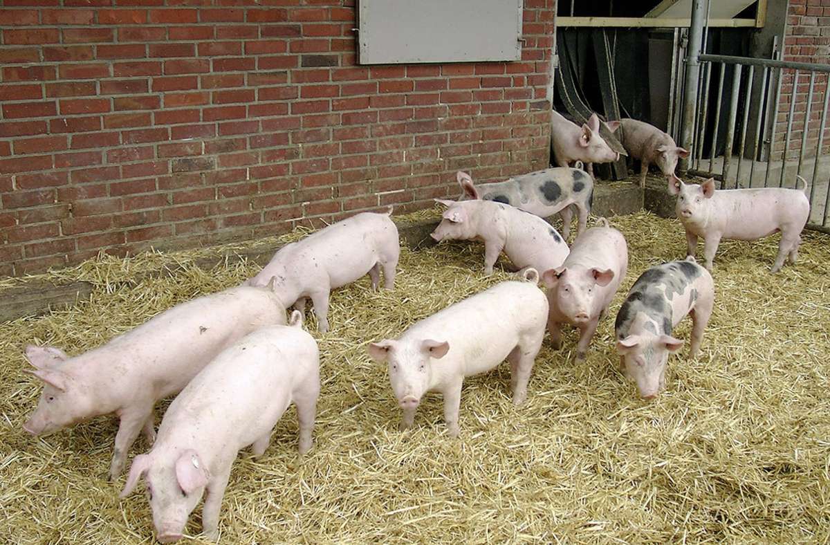 Streit um regionale Produkte: BGH schützt „Hohenloher Landschwein“