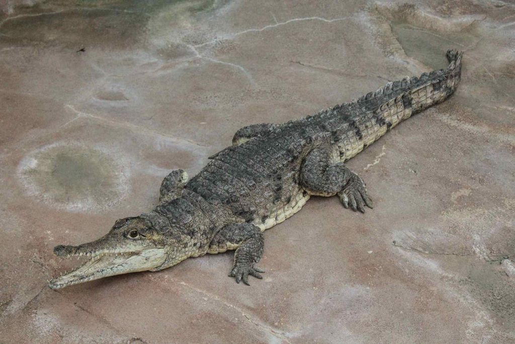 Neuer Bewohner stammt aus Australien: Krokodil in Wilhelma eingezogen