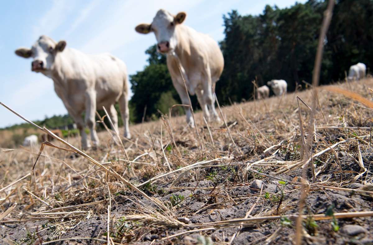 Kühe stehen auf einer vertrockneten Weide in einem der Hitzesommer der Vorjahre. Die Landwirtschaft leidet stark unter dem Klimawandel – befördert ihn aber auch. Foto: dpa/Monika Skolimowska