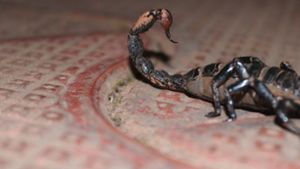 Bewohner findet Skorpion in Hausflur
