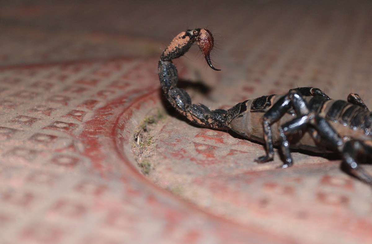 Göppingen: Bewohner findet Skorpion in Hausflur