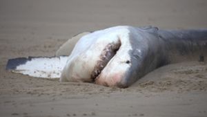Tierwelt: Bahnbrechende Einblicke: Einzelner Orca tötet Weißen Hai