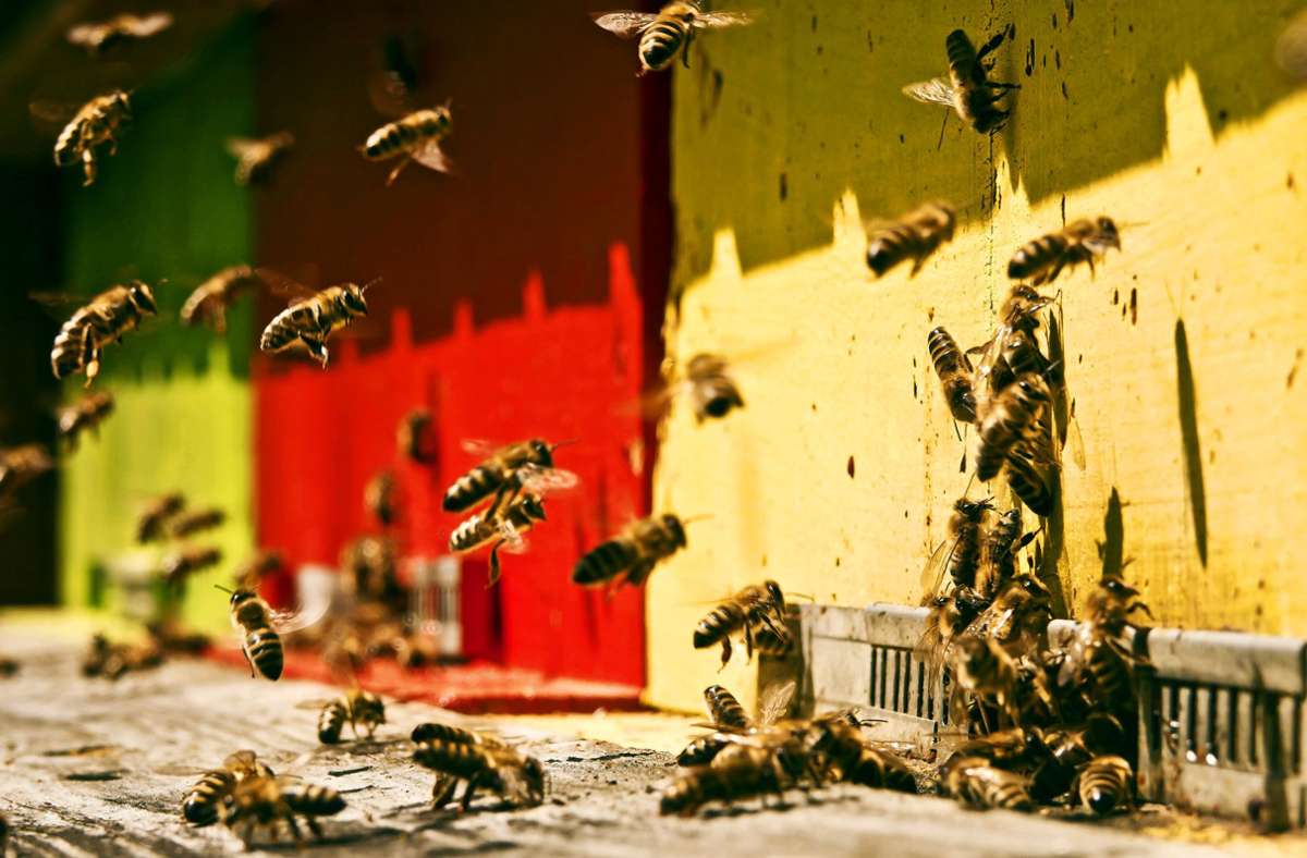 Ein guter Imker schätzt Bienen nicht nur für ihre Honigproduktion.