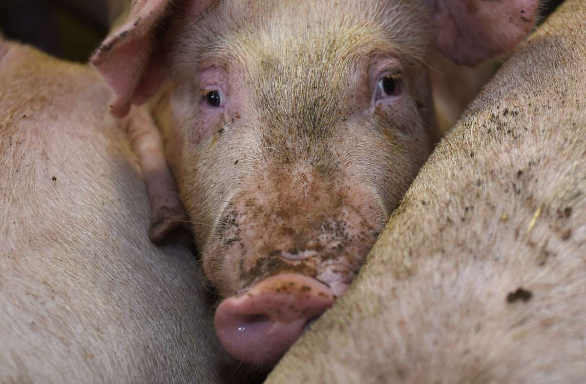 In Erligheim – hier ein Symbolfoto – sind mehrere Schweine verendet. Foto: dpa/Carmen Jaspersen