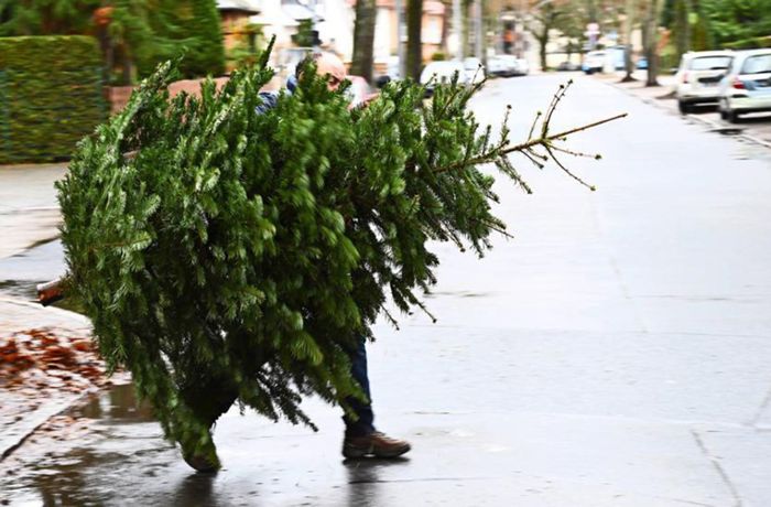 Weihnachtsbäume: 10 Tipps, wie man den Weihnachtsbaum  weiter nutzen kann