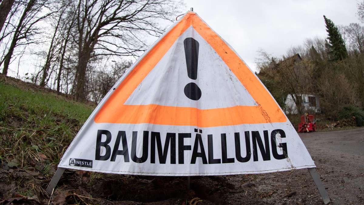 Stuttgarter Filderebene: Mehr als 100 große Bäume werden gefällt
