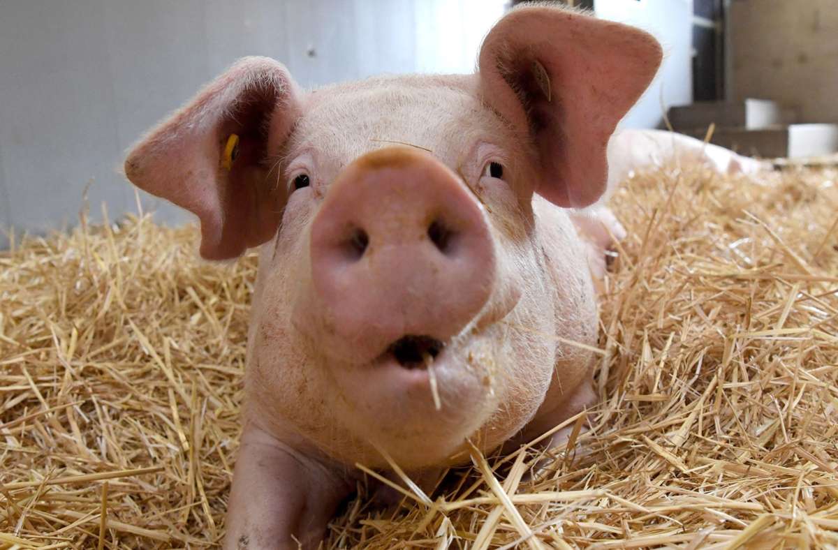 Universität Hohenheim in Stuttgart: Forschungsteam entwickelt Empfehlungen für Schweinehalter