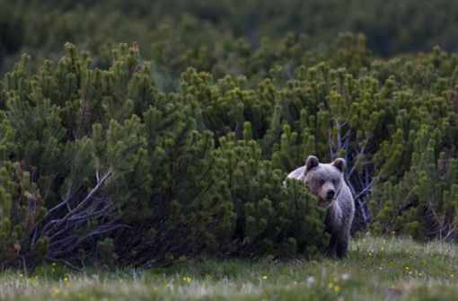Ein Braunbär hat in der Slowakei einen Jogger angegriffen (Symbolbild). Foto: imago images / Nature Picture Library/Wild Wonders of Europe / DAmicis