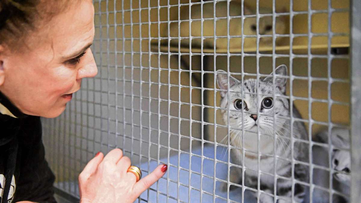 Tierschutz in Stuttgart: 95 Hunde und Katzen gerettet