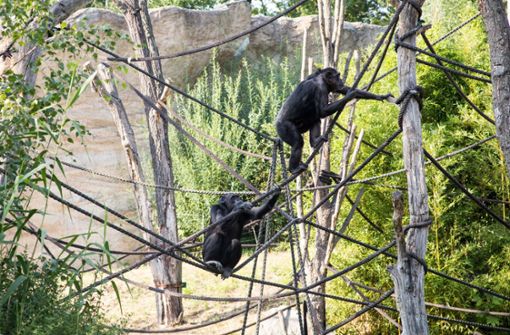Im Leipziger Zoo hat es einen Zwischenfall gegeben, bei dem ein Schimpanse gestorben ist (Archivbild). Foto: imago/Stylbruch/Yvonne Fischer