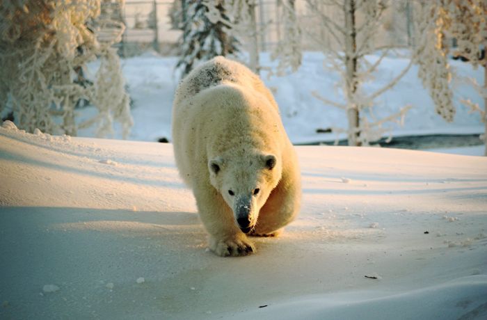 Einstiger Star der Wilhelma Stuttgart: Eisbär Wilbär sucht eine neue Heimat