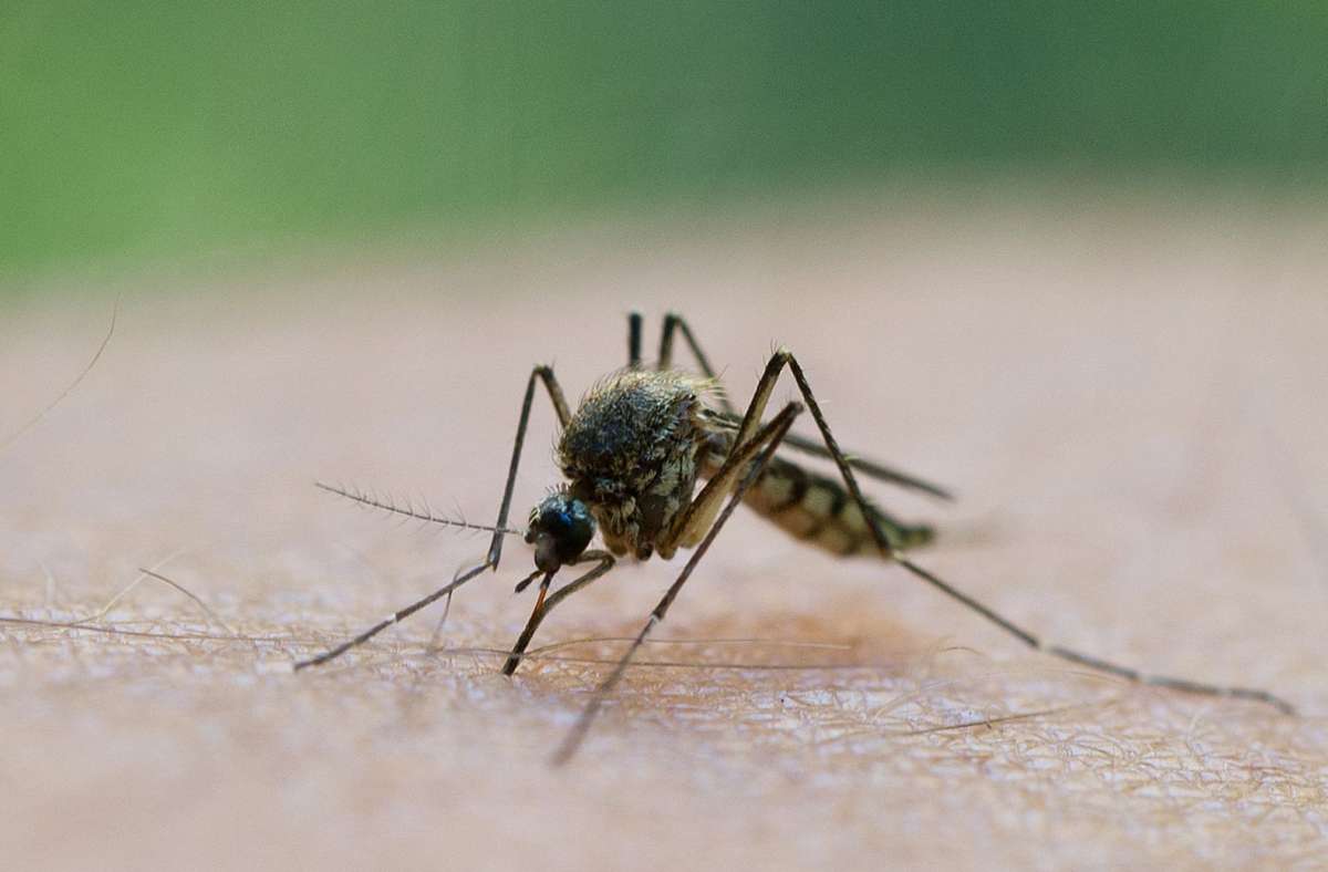 Insekten in Deutschland: Erste Stechmücken schlüpfen wieder