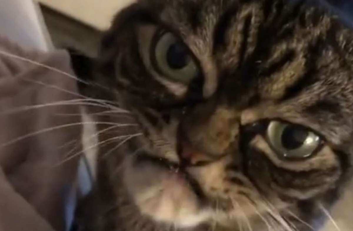 Angry Grumpy Kitzia bei Instagram: Diese Katze will die neue „Grumpy Cat“ werden