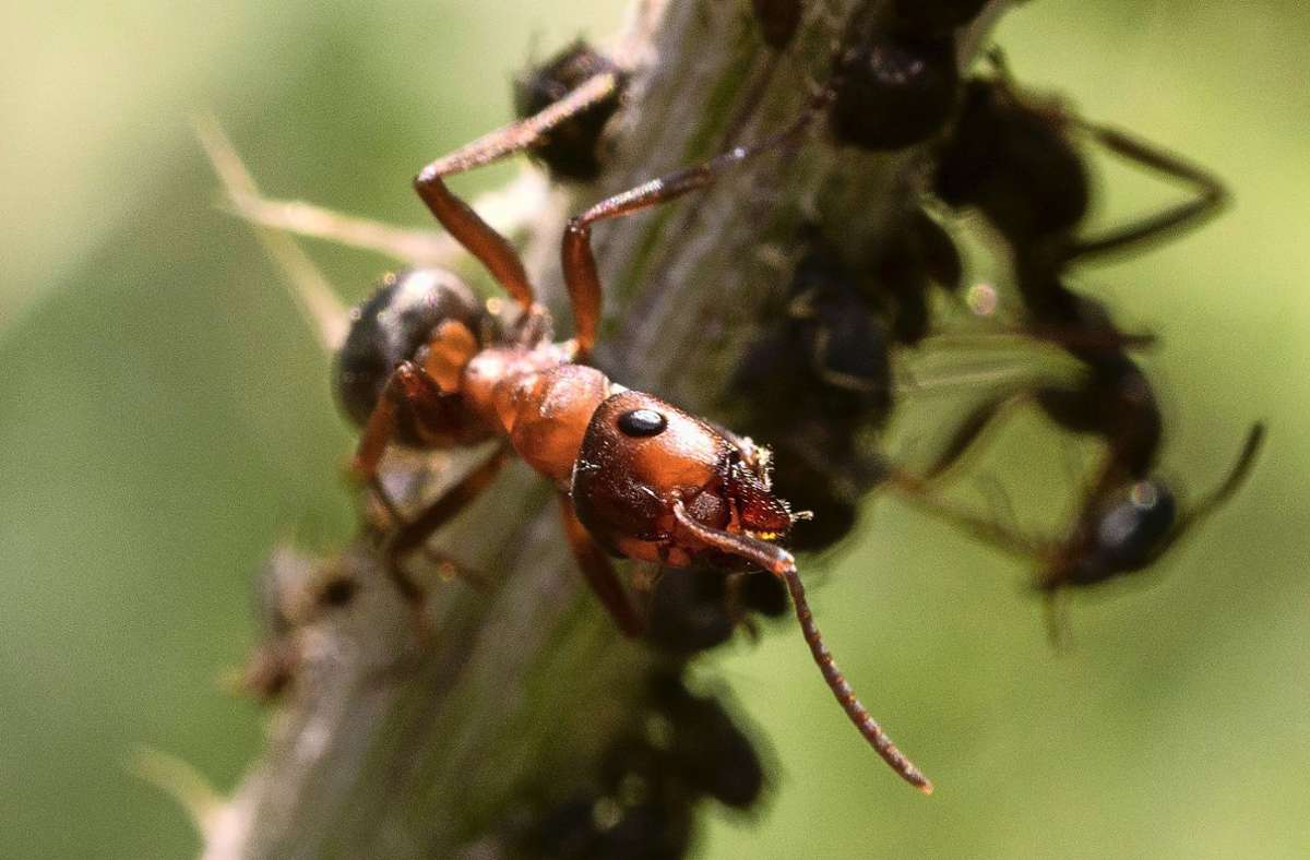 Großbritannien: Wetterradar zeigt gigantische Ameisenschwärme an