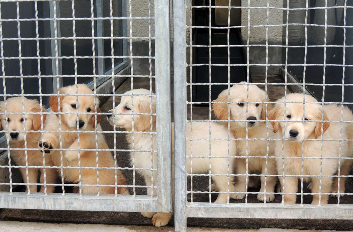 Landkreis Biberach: Fast 70 Hundewelpen aus Zuchtbetrieb beschlagnahmt