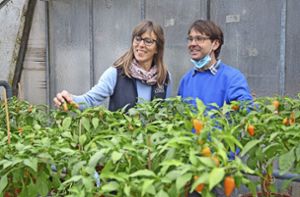 Tipps für Obst- und Gemüseanbau: Nasch-Tomaten frisch vom Balkon