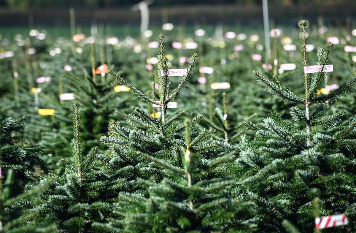 Der Klassiker: Die Nordmanntanne ist der meistverkaufte Weihnachtsbaum in Deutschland.