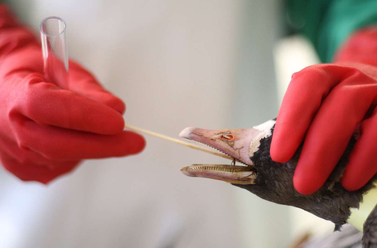 H5N8-Vogelgrippe-Virus: Russland meldet weltweit erste Übertragung auf Menschen