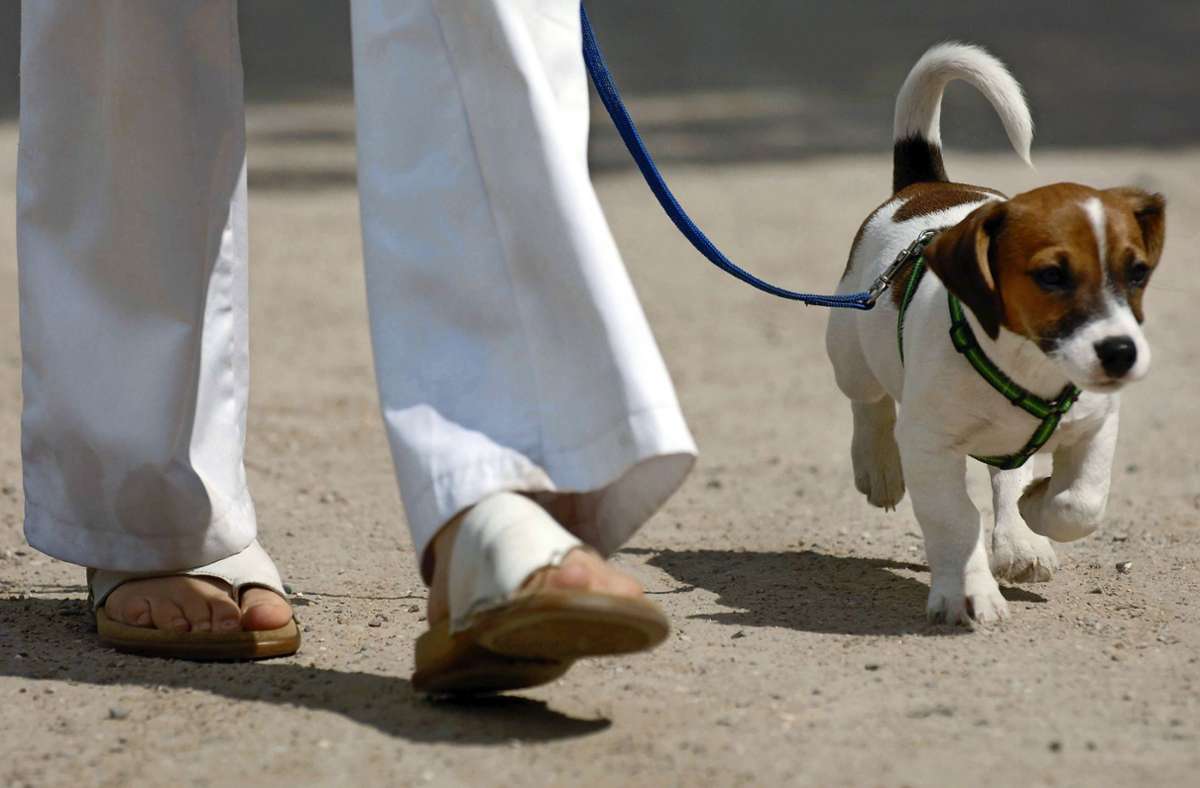 Einige Kommunen im Kreis Göppingen erhöhen die Hundesteuer: Sich einen Hund zu halten, wird teurer