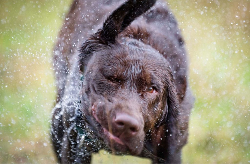 Manche Hunde sind wahre Wasserratten – und bei Pfützen nur schwer zu stoppen. Foto: dpa/Robin Loznak